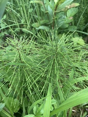 Equisetum