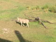 Equus africanus somaliensis