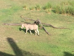 Equus africanus somaliensis