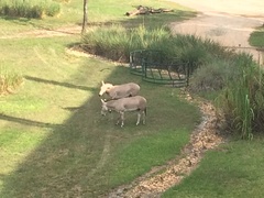 Equus africanus somaliensis