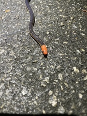 Calamaria lumbricoidea