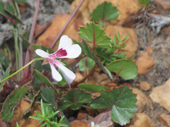 Pelargonium setulosum