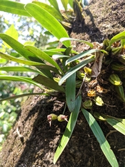 Bulbophyllum umbellatum