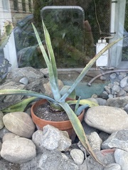 Agave americana