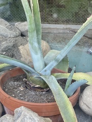 Agave americana