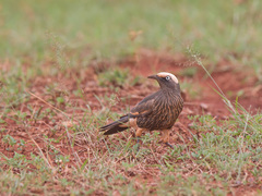Lamprotornis albicapillus