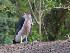 Leptoptilos crumenifer