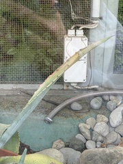 Agave americana