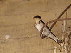 Hirundo aethiopica