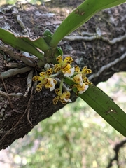 Gastrochilus