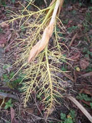 Trachycarpus martianus