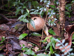Lycoperdon scabrum