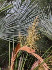 Trachycarpus martianus