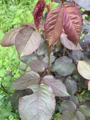 Rosa