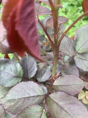 Rosa