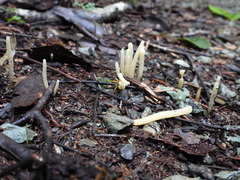 Clavaria alboglobospora