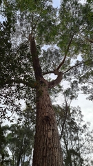 Eucalyptus botryoides