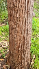 Eucalyptus botryoides