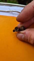 Eucalyptus botryoides