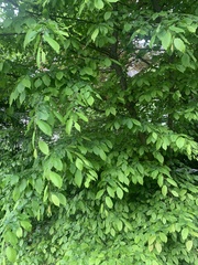 Carpinus betulus