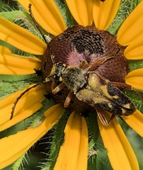 Typocerus octonotatus