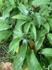 Allium ursinum