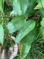 Allium ursinum