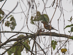 Geokichla piaggiae