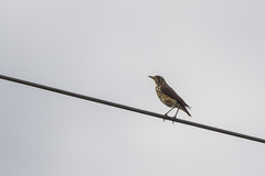 Turdus simensis