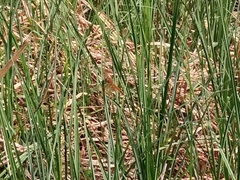 Libellula quadrimaculata