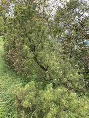 Pinus