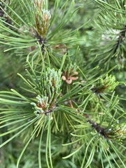 Pinus