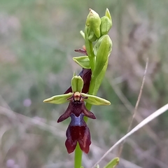 Ophrys insectifera