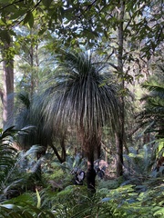Xanthorrhoea malacophylla