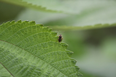Rhopalus sapporensis