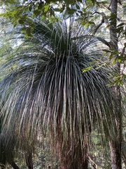 Xanthorrhoea malacophylla