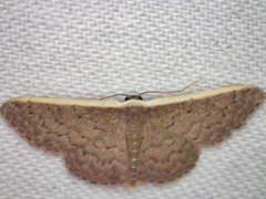 Idaea inversata