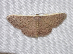 Idaea inversata