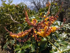 Berberis napaulensis