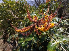 Berberis napaulensis