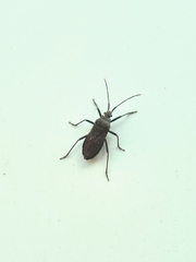 Hygia lativentris