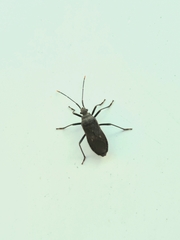 Hygia lativentris