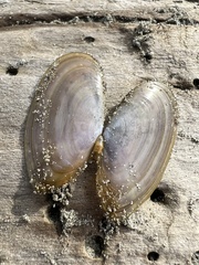 Hiatula nitida
