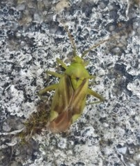 Reuterista instabilis