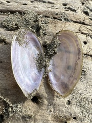 Hiatula nitida