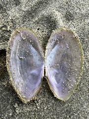Hiatula nitida