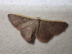 Idaea inversata