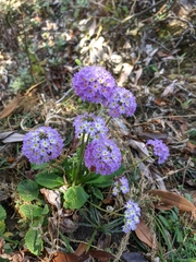 Primula denticulata