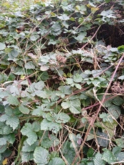 Rubus conjungens