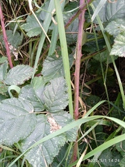 Rubus conjungens